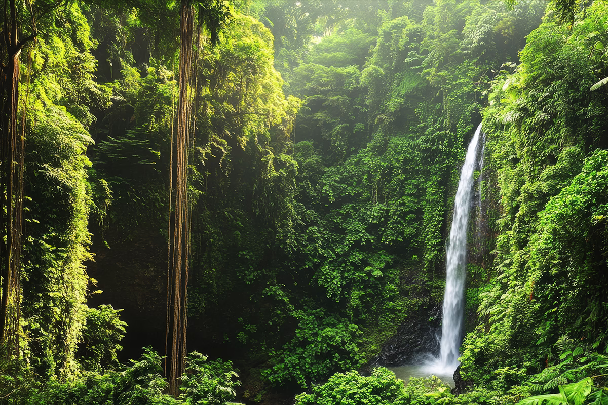Дивата природа в Амазония 1 amazonia
