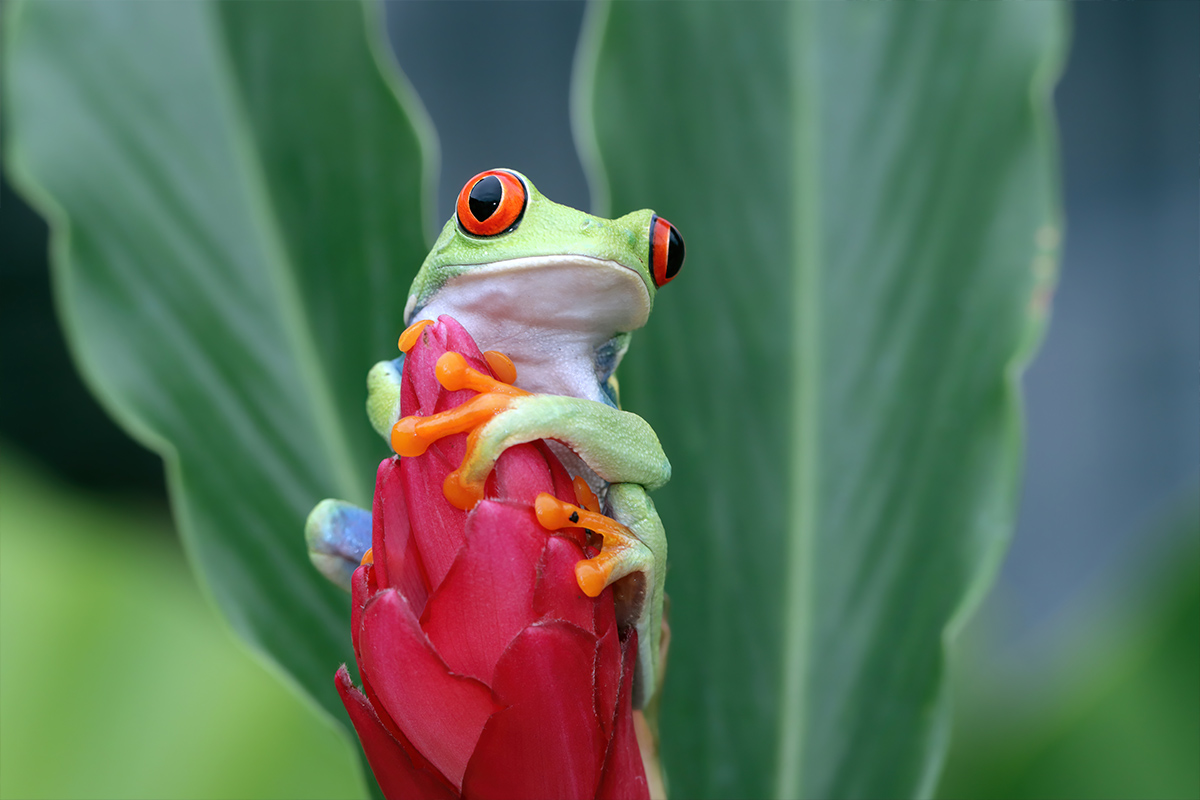 Топ 10 национални парка в Коста Рика 3 costarica1