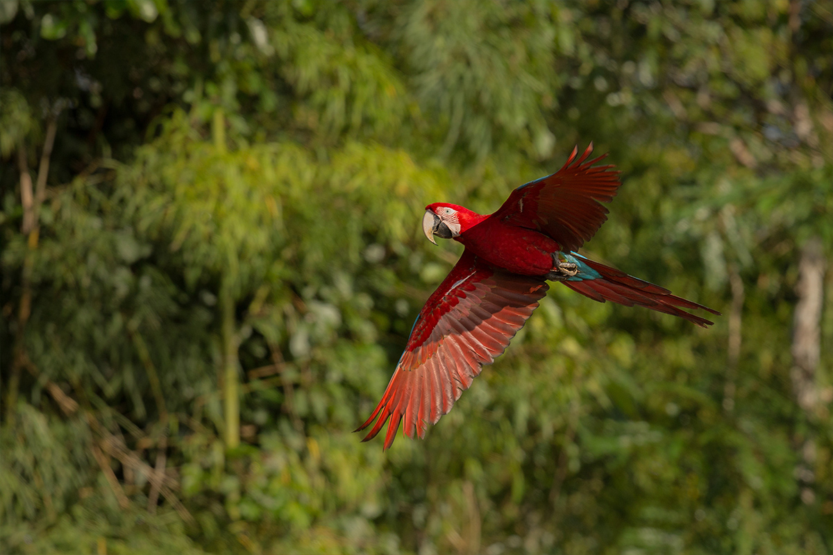 Топ 10 национални парка в Коста Рика 2 costarica2