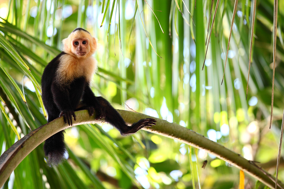 Топ 10 национални парка в Коста Рика 4 costarica3