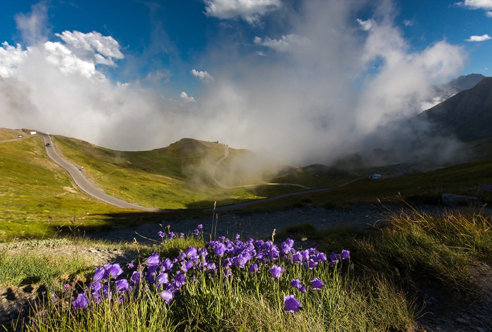 flower valley