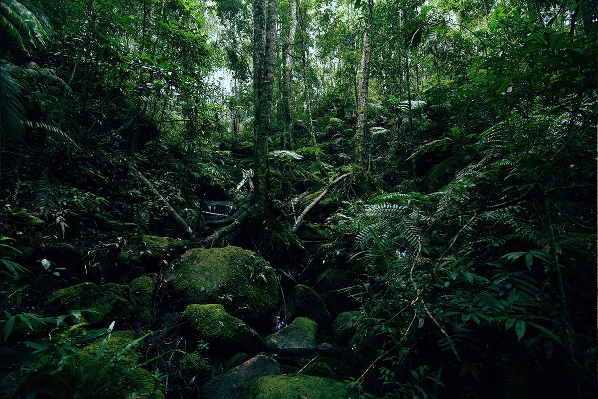 jungles