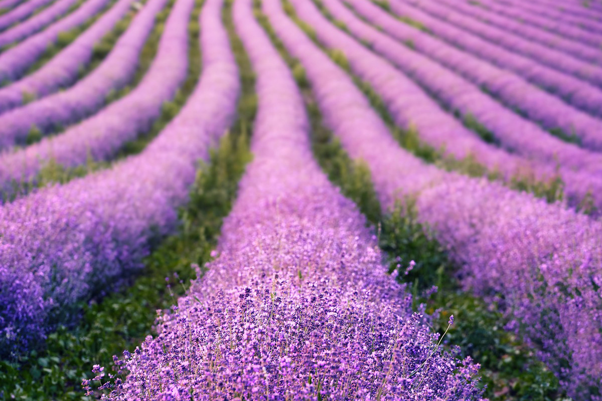 Цветно пътуване: Най-шарените места в света 6 lavender