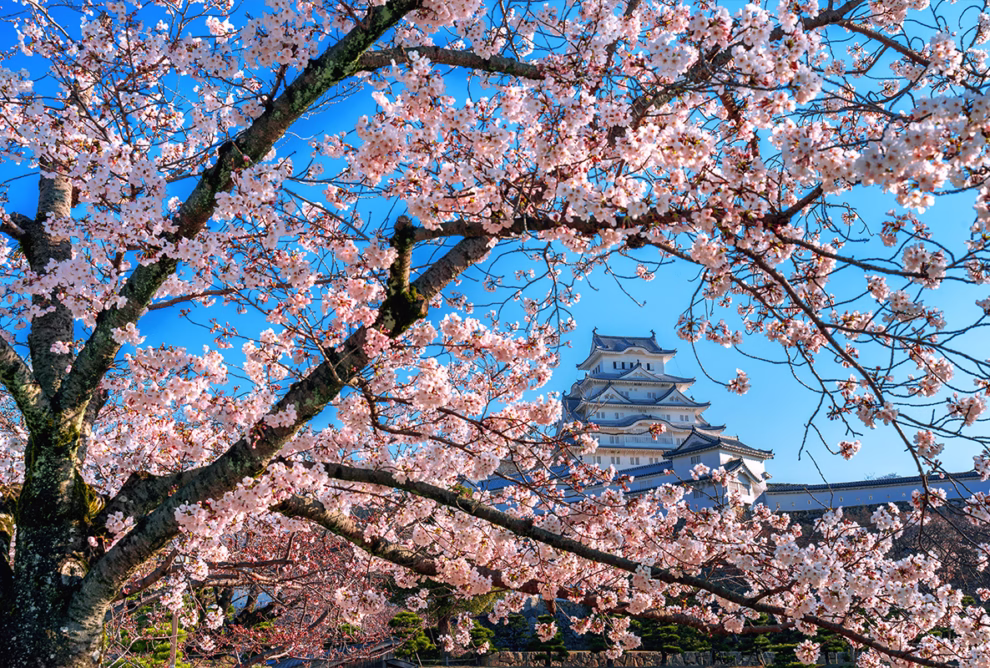 sakura