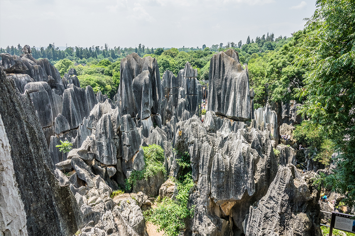 stone forest