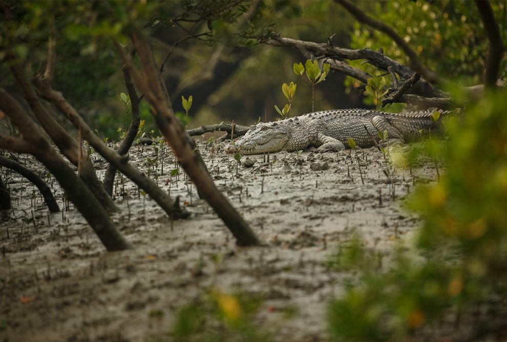 sundarbans