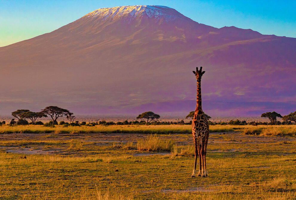 surceto na afrika