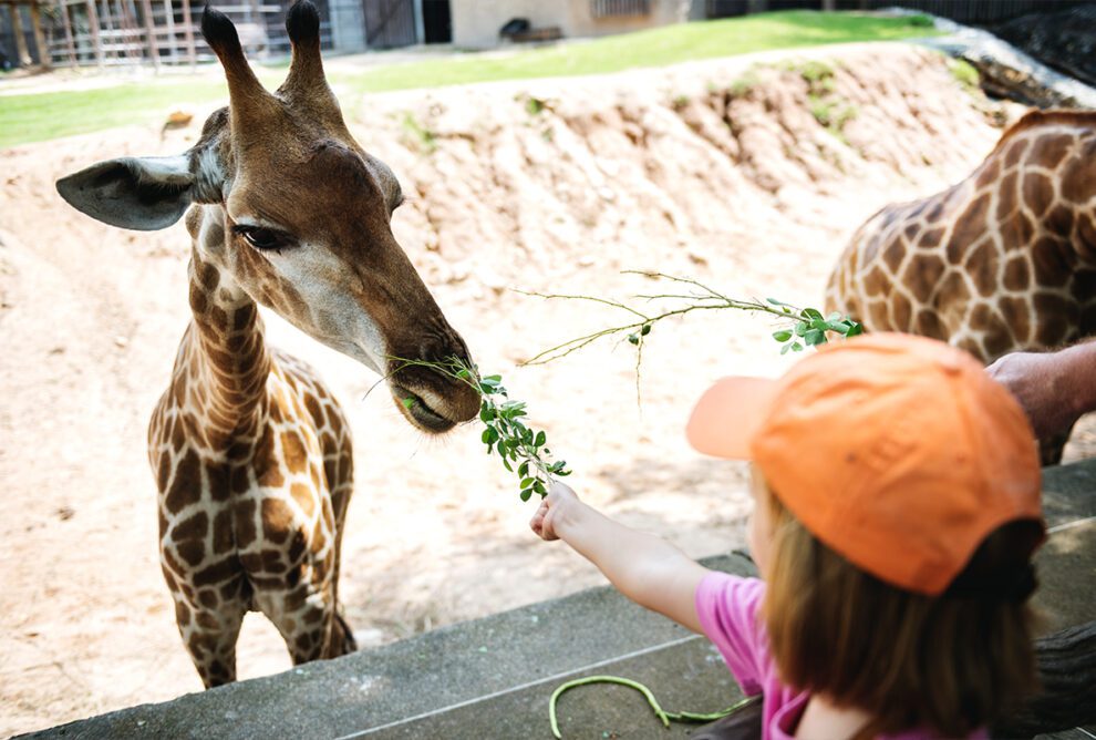 zoo