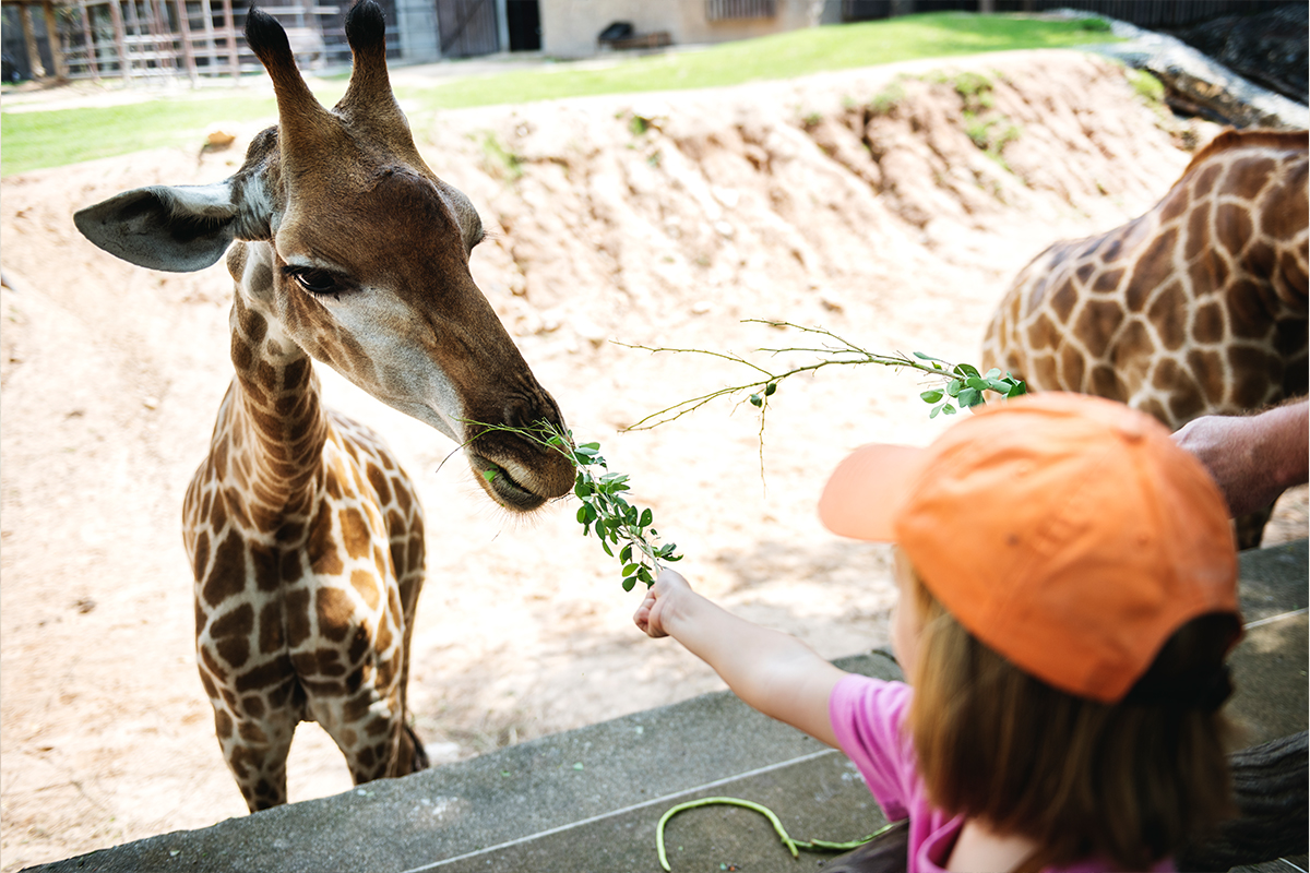 Зоологически градини и сафари паркове 1 zoo