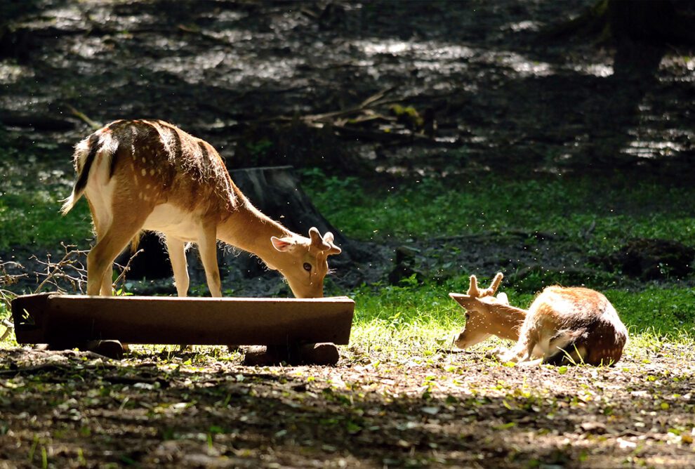 zoo rezervat